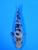  　ダイヤ銀鱗 白べっ甲　14cm 　 