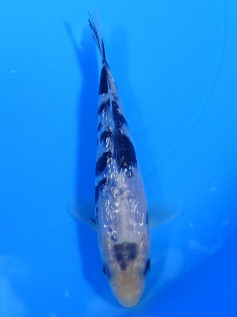 錦屋養鯉場 　ダイヤ銀鱗 白べっ甲　13cm　 錦鯉販売　錦鯉通信販売　錦屋養鯉場