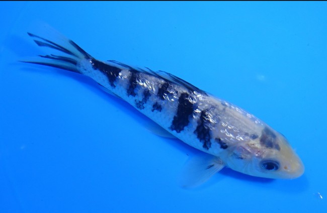 錦屋養鯉場 ダイヤ銀鱗 白べっ甲　13cm 錦鯉販売　錦鯉通信販売　錦屋養鯉場