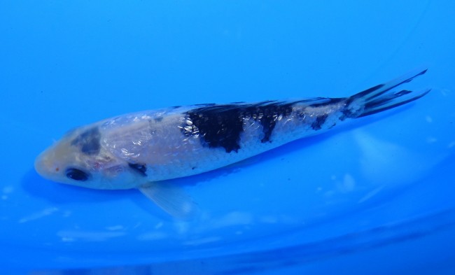 錦屋養鯉場 ダイヤ銀鱗 白べっ甲　13cm 錦鯉販売　錦鯉通信販売　錦屋養鯉場