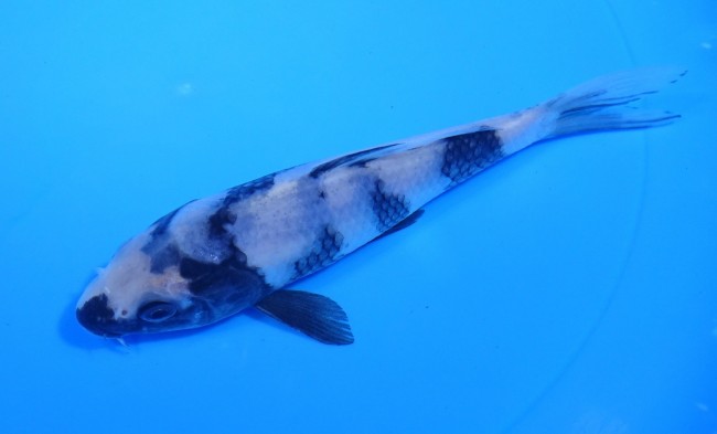 白写り 15cm 錦屋養鯉場 白写り 15cm 錦鯉販売 通信販売 錦鯉養鯉