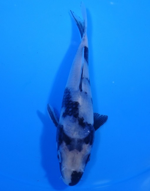 白写り 15cm 錦屋養鯉場 白写り 15cm 錦鯉販売 通信販売 錦鯉養鯉