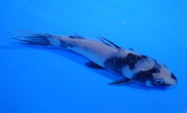 白写り 15cm 錦屋養鯉場 白写り 15cm 錦鯉販売 通信販売 錦鯉養鯉