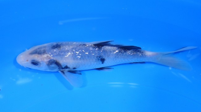 ダイヤ銀鱗白写り 16cm 錦屋養鯉場 ダイヤ銀鱗白写り 16cm 錦鯉販売 通信販売 錦鯉養鯉