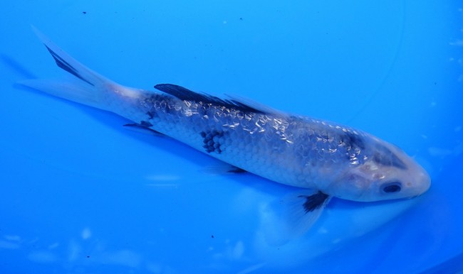 ダイヤ銀鱗白写り 16cm 錦屋養鯉場 ダイヤ銀鱗白写り 16cm 錦鯉販売 通信販売 錦鯉養鯉