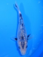 　ダイヤ銀鱗白写り　16cm　