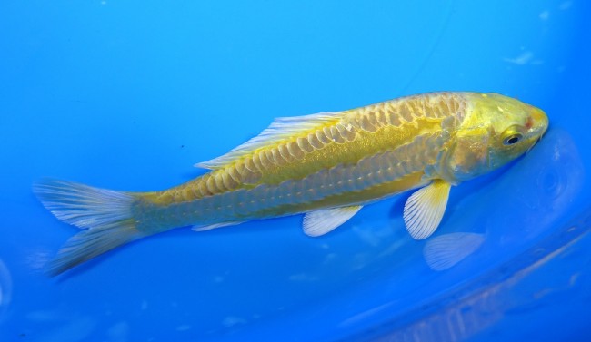大鱗 黄金 14cm 錦屋養鯉場 大鱗 黄金 14cm 錦屋養鯉場 錦鯉販売 通信販売
