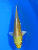  　大鱗  黄金　14cm 　