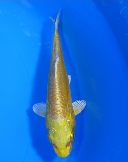 大鱗 黄金 14cm 錦屋養鯉場 大鱗 黄金 14cm 錦屋養鯉場 錦鯉販売 通信販売