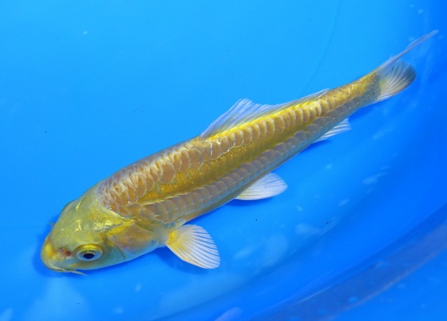 大鱗 黄金 14cm 錦屋養鯉場 大鱗 黄金 14cm 錦屋養鯉場 錦鯉販売 通信販売