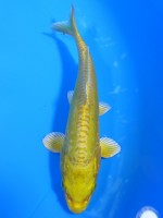  　大鱗 黄金　14cm 　