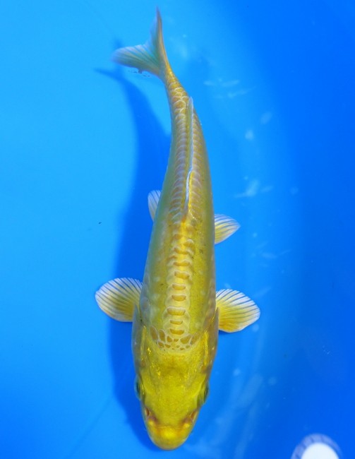 大鱗 黄金 14cm 錦屋養鯉場 大鱗 黄金 14cm 錦屋養鯉場 錦鯉販売 通信販売