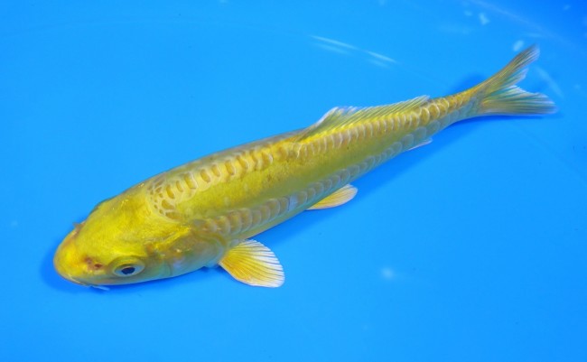 大鱗 黄金 14cm 錦屋養鯉場 大鱗 黄金 14cm 錦屋養鯉場 錦鯉販売 通信販売