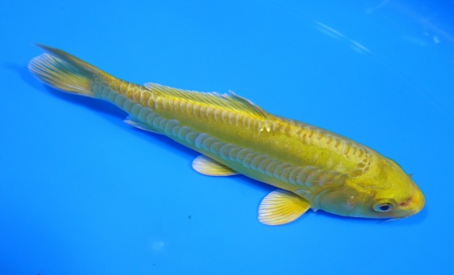 大鱗 黄金 14cm 錦屋養鯉場 大鱗 黄金 14cm 錦屋養鯉場 錦鯉販売 通信販売