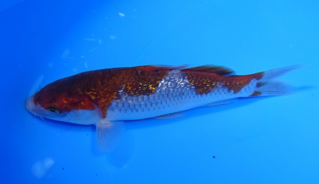 錦屋養鯉場 　ダイヤ銀鱗 落ち葉しぐれ　15cm　 錦鯉販売　通信販売　錦屋養鯉場