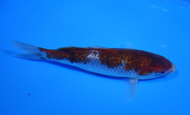 錦屋養鯉場 　ダイヤ銀鱗 落ち葉しぐれ　15cm　 錦鯉販売　通信販売　錦屋養鯉場