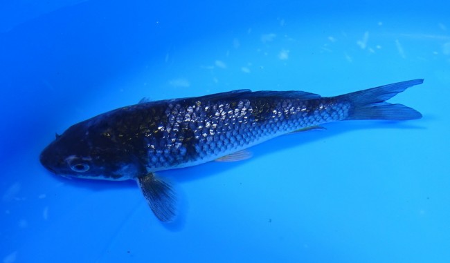 錦屋養鯉場　ダイヤ銀鱗 春雷　14cm 　錦鯉　金魚販売　通信販売　錦屋養鯉場