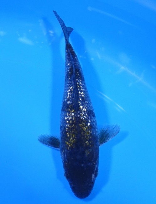 錦屋養鯉場　ダイヤ銀鱗春雷　14cm 　錦鯉　金魚販売　通信販売　錦屋養鯉場