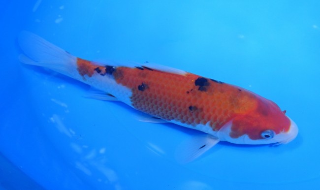 大正三色 18cm 錦屋養鯉場 大正三色 18cm 錦鯉販売 通信販売 錦屋養鯉場