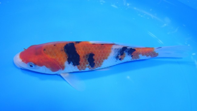 大正三色 18cm 錦屋養鯉場 大正三色 18cm 錦鯉販売 通信販売 錦屋養鯉場