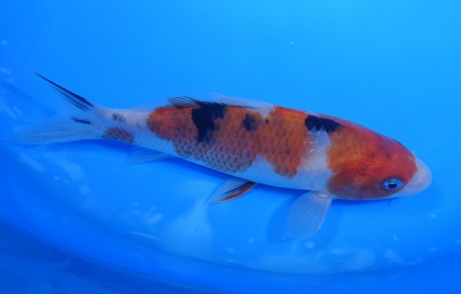 大正三色 16cm 錦屋養鯉場 大正三色 16cm 錦鯉販売 通信販売 錦屋養鯉場