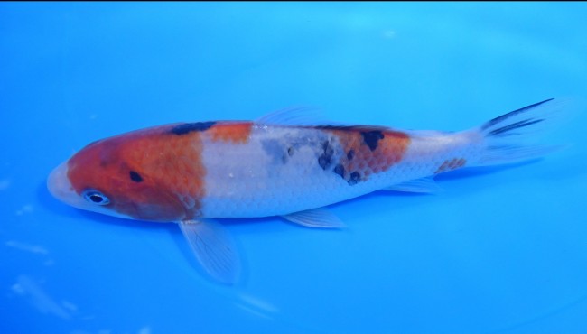 大正三色 16cm 錦屋養鯉場 大正三色 16cm 錦鯉販売 通信販売 錦屋養鯉場