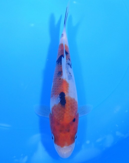 大正三色 16cm 錦屋養鯉場 大正三色 16cm 錦鯉販売 通信販売 錦屋養鯉場