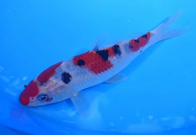 大正三色 16cm 錦屋養鯉場 大正三色 16cm 錦鯉販売 通信販売 錦屋養鯉場