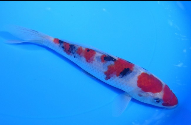 大正三色 16cm 錦屋養鯉場 大正三色 16cm 錦鯉販売 通信販売 錦屋養鯉場