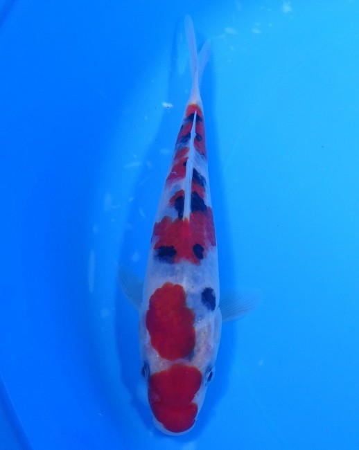 大正三色 16cm 錦屋養鯉場 大正三色 16cm 錦鯉販売 通信販売 錦屋養鯉場