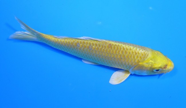 黄金 15cm 錦屋養鯉場 黄金 15cm 錦屋養鯉場 錦鯉販売 通信販売