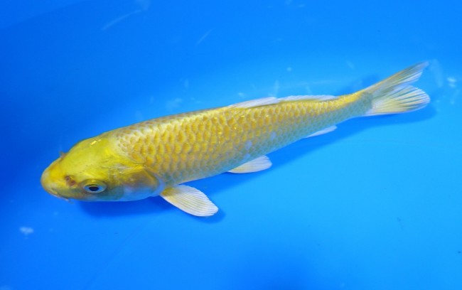 黄金 15cm 錦屋養鯉場 黄金 15cm 錦屋養鯉場 錦鯉販売 通信販売