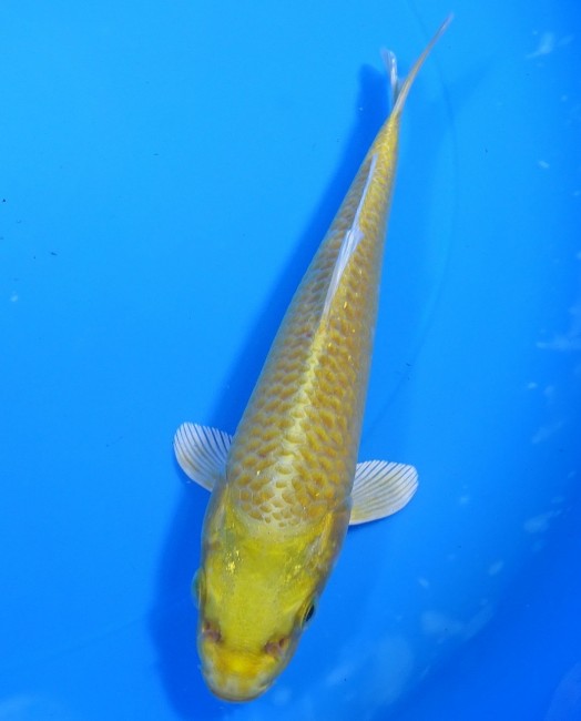 黄金 15cm 錦屋養鯉場 黄金 15cm 錦屋養鯉場 錦鯉販売 通信販売