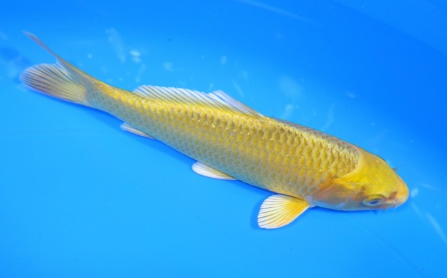 錦屋養鯉場 　松葉黄金　15cm 　錦屋養鯉場 　錦鯉販売　通信販売