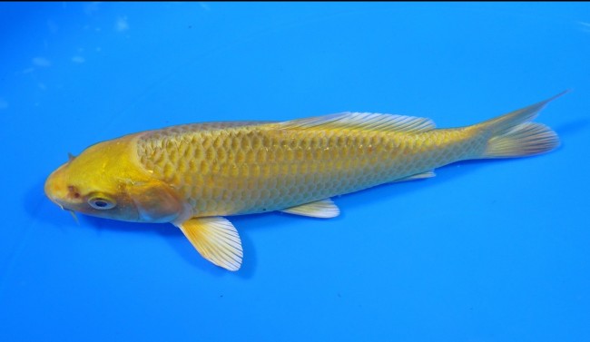 錦屋養鯉場 　松葉黄金　15cm 　錦屋養鯉場 　錦鯉販売　通信販売