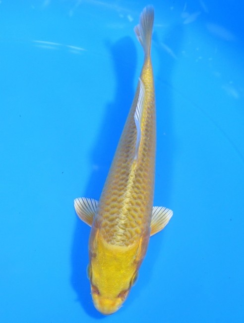 錦屋養鯉場 　松葉黄金　15cm 　錦屋養鯉場 　錦鯉販売　通信販売