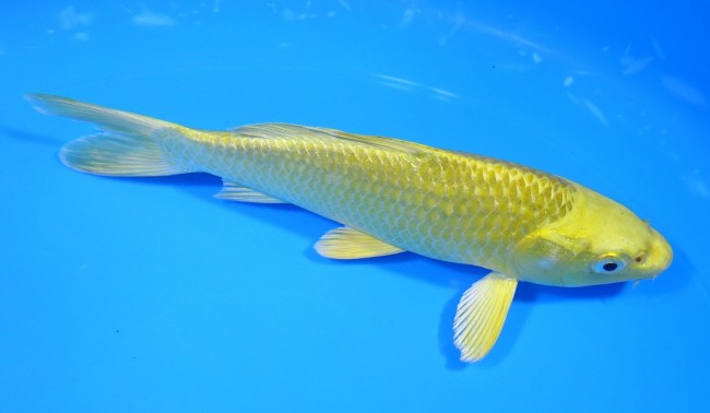 錦屋養鯉場 　黄金　17cm 　錦屋養鯉場 　錦鯉販売　通信販売