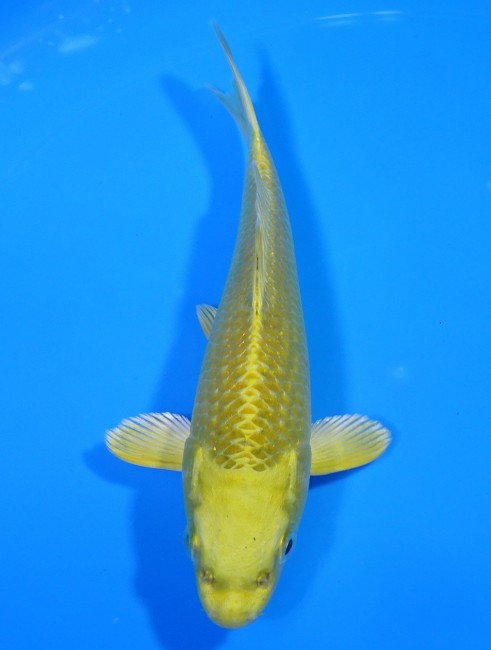 錦屋養鯉場 　黄金　17cm 　錦屋養鯉場 　錦鯉販売　通信販売