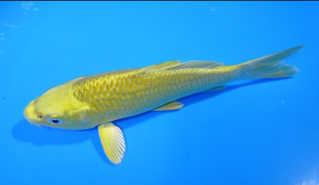 錦屋養鯉場 　黄金　17cm 　錦屋養鯉場 　錦鯉販売　通信販売