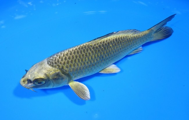 錦屋養鯉場 　むかし黄金　15cm 　錦屋養鯉場 　錦鯉販売　通信販売