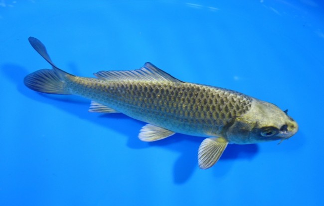 錦屋養鯉場 　むかし黄金　15cm 　錦屋養鯉場 　錦鯉販売　通信販売