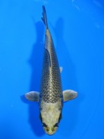  　むかし黄金　15cm 　