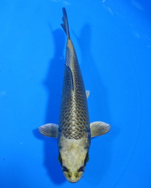 錦屋養鯉場 　むかし黄金　15cm 　錦屋養鯉場 　錦鯉販売　通信販売