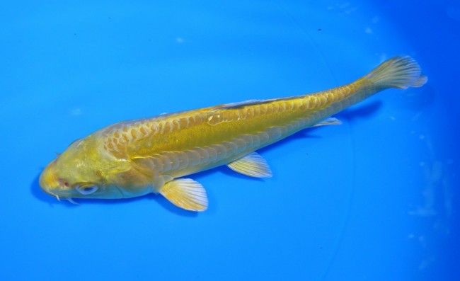 錦屋養鯉場 　大鱗 黄金　16cm 　錦屋養鯉場 　錦鯉販売　通信販売