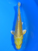  　大鱗  黄金　16cm 　