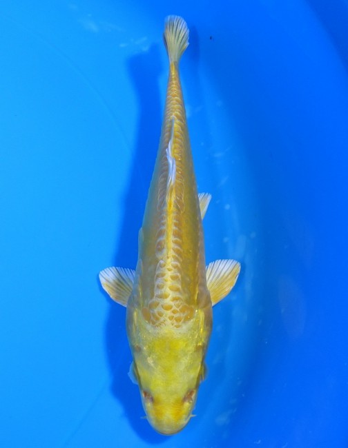 錦屋養鯉場 　大鱗  黄金　16cm 　錦屋養鯉場 　錦鯉販売　通信販売