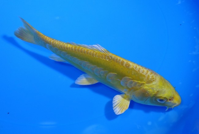 錦屋養鯉場 　大鱗 黄金　16cm 　錦屋養鯉場 　錦鯉販売　通信販売
