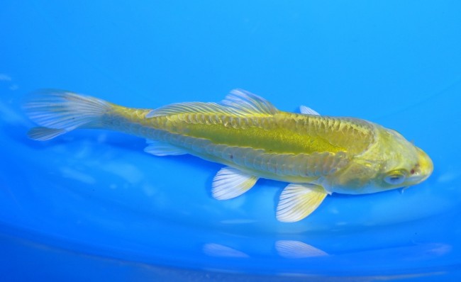 錦屋養鯉場 　大鱗 黄金　13cm 　錦屋養鯉場 　錦鯉販売　通信販売