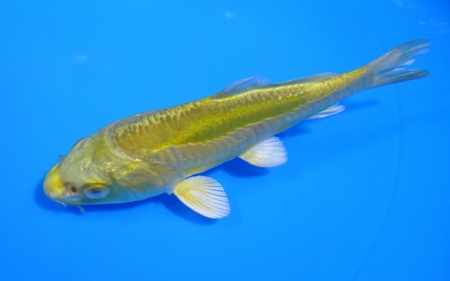 錦屋養鯉場 　大鱗 黄金　13cm 　錦屋養鯉場 　錦鯉販売　通信販売