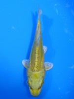  　大鱗  黄金　13cm 　